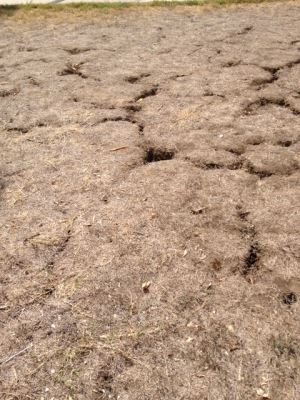 Expansive soils cause crack in the ground during dry weather